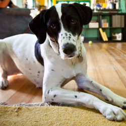 DogWatch of Southeastern Ontario, Sydenham, Ontario | Indoor Pet Boundaries Contact Us Image