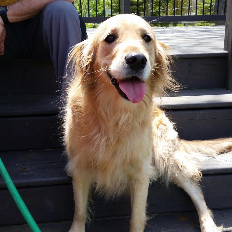 DogWatch of Southeastern Ontario, Battersea, Ontario | Photo Gallery  Image
