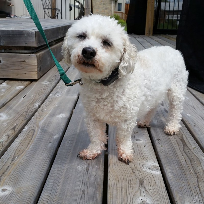 DogWatch of Southeastern Ontario, Battersea, Ontario | Photo Gallery  Image