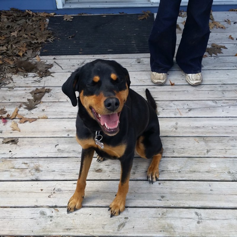 DogWatch of Southeastern Ontario, Battersea, Ontario | Photo Gallery  Image