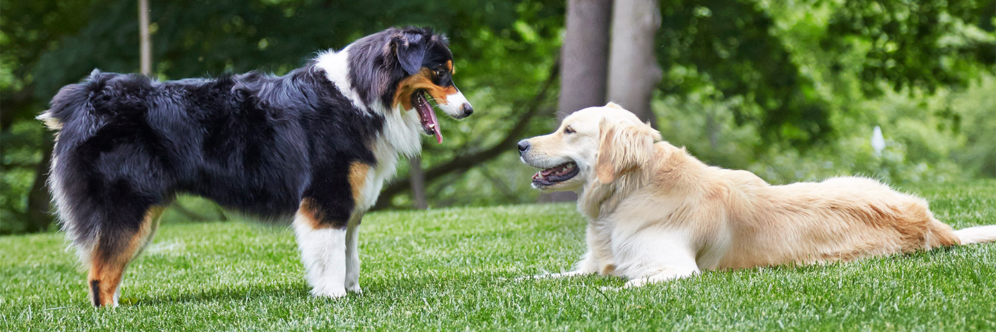 DogWatch of Southeastern Ontario, Sydenham, Ontario | Outdoor Hidden Dog Fences Slider Image