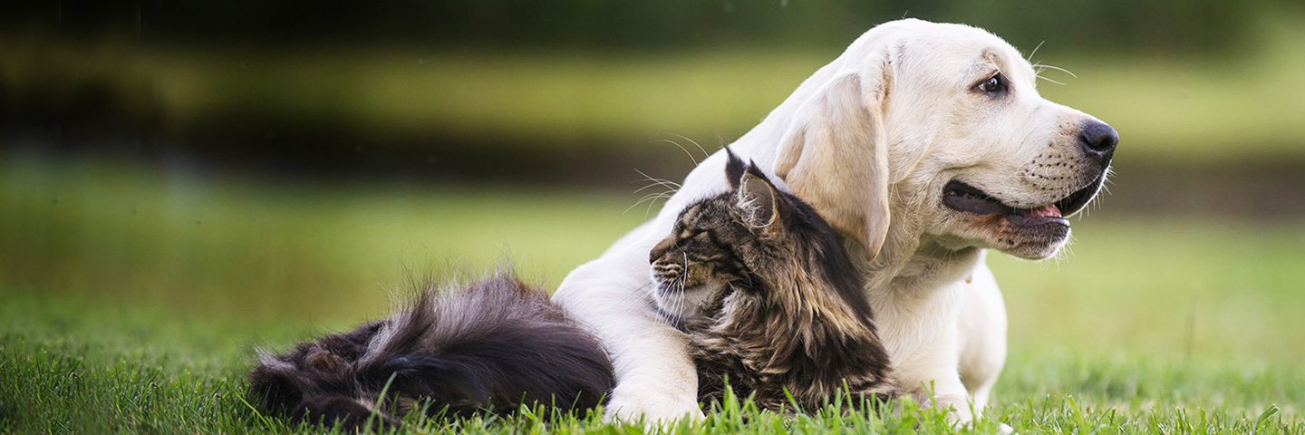 DogWatch of Southeastern Ontario, Sydenham, Ontario | Cat Fences Slider Image